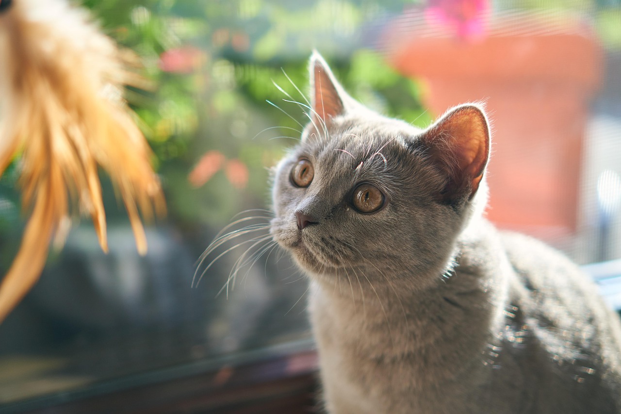 Understanding the Personality of the Manx Cat